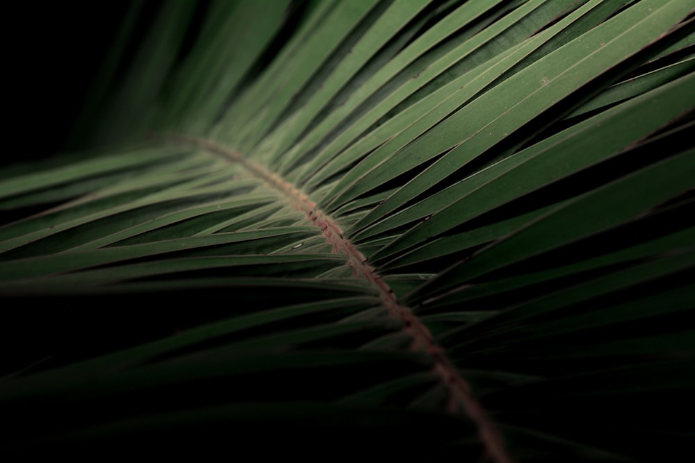 green palm plant in close up photography