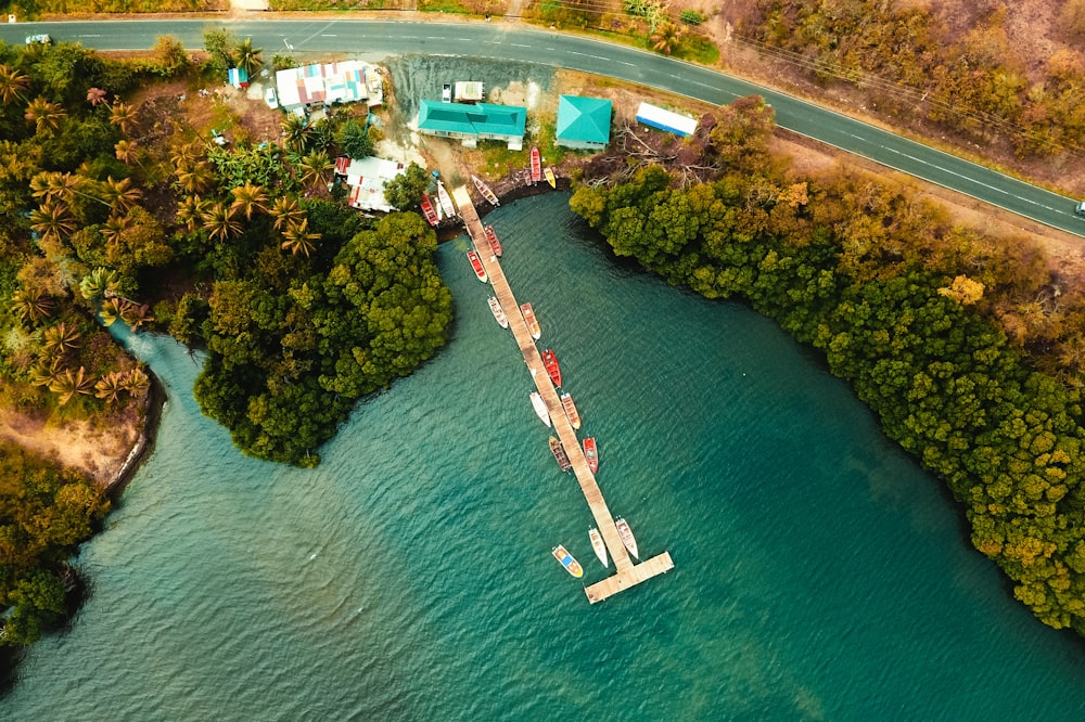 aerial view of green trees beside body of water during daytime