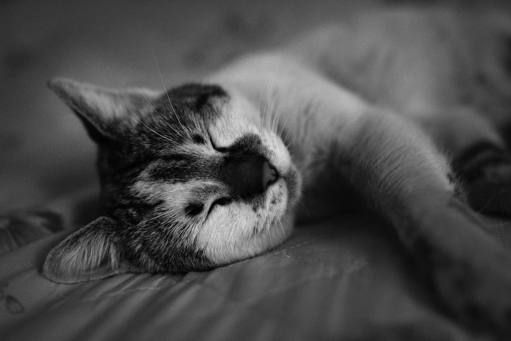 grayscale photo of cat lying on bed