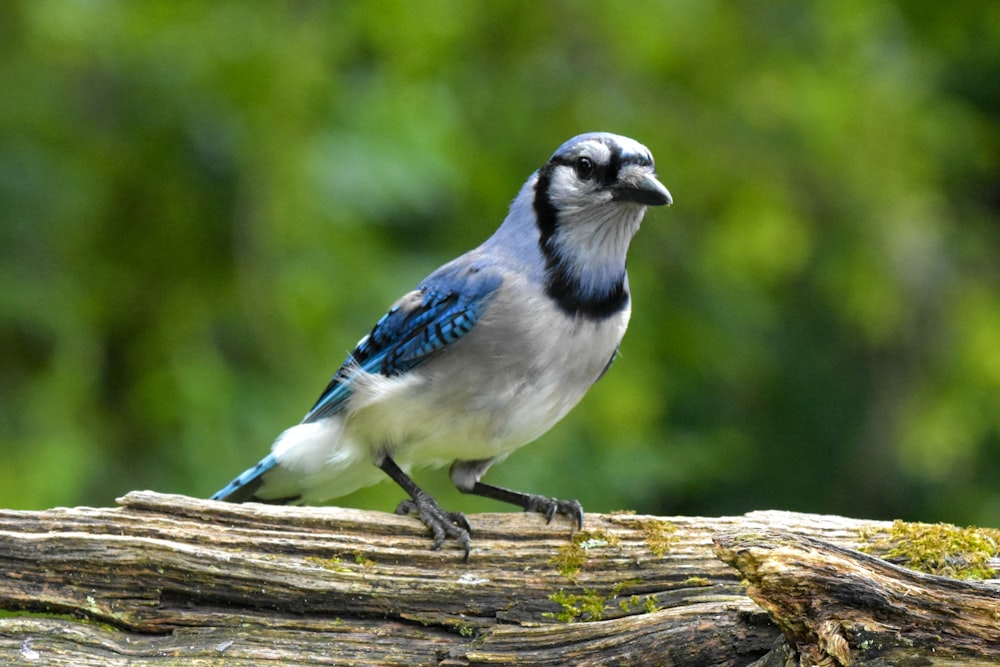 茶色の木の枝にとまった青と白の鳥