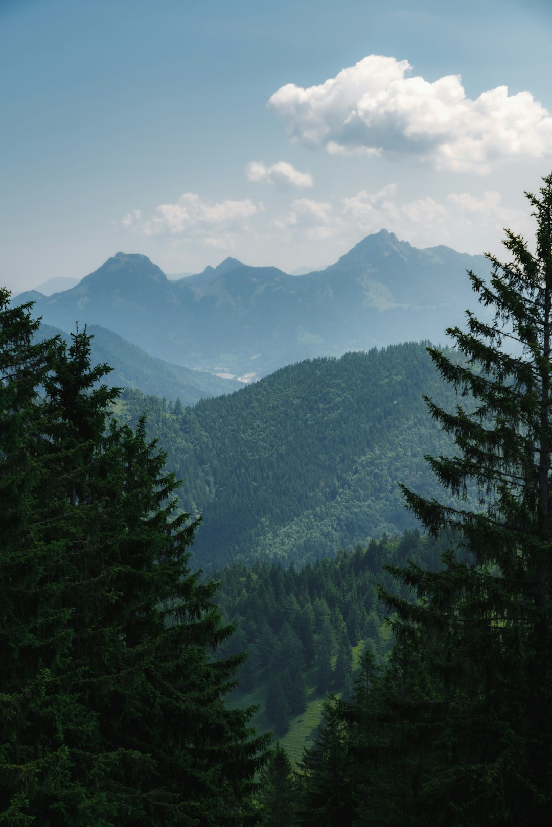 green pine trees near mountain during daytime