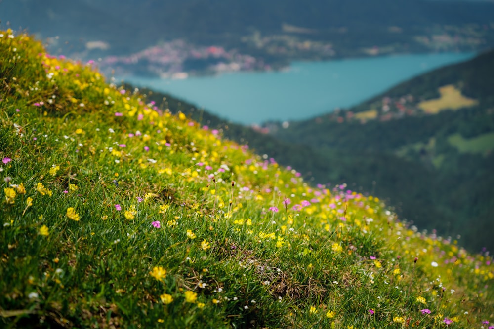 purple flower field during daytime