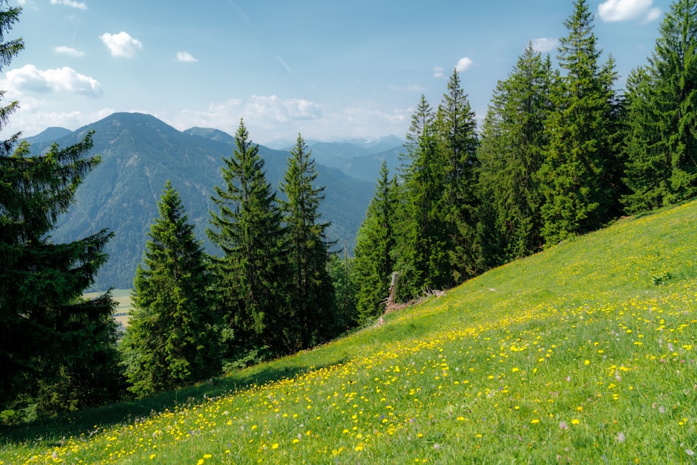 green grass field with green pine trees and mountains in the distance