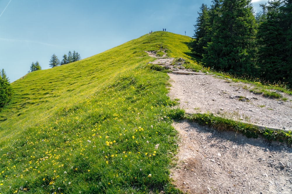 campo de hierba verde y árboles bajo el cielo azul durante el día