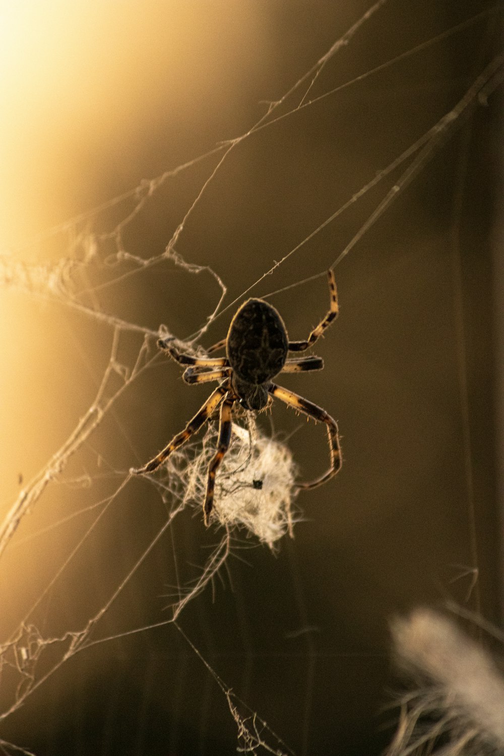 brown spider on web in close up photography