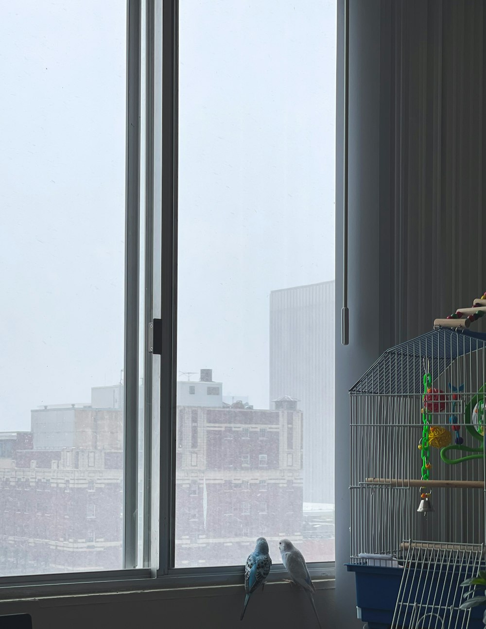 gabbia per uccelli vicino alla finestra di vetro