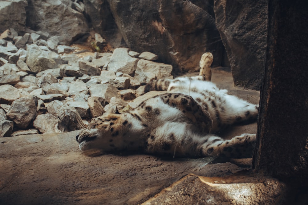 brown and white tiger walking on brown rocky ground during daytime