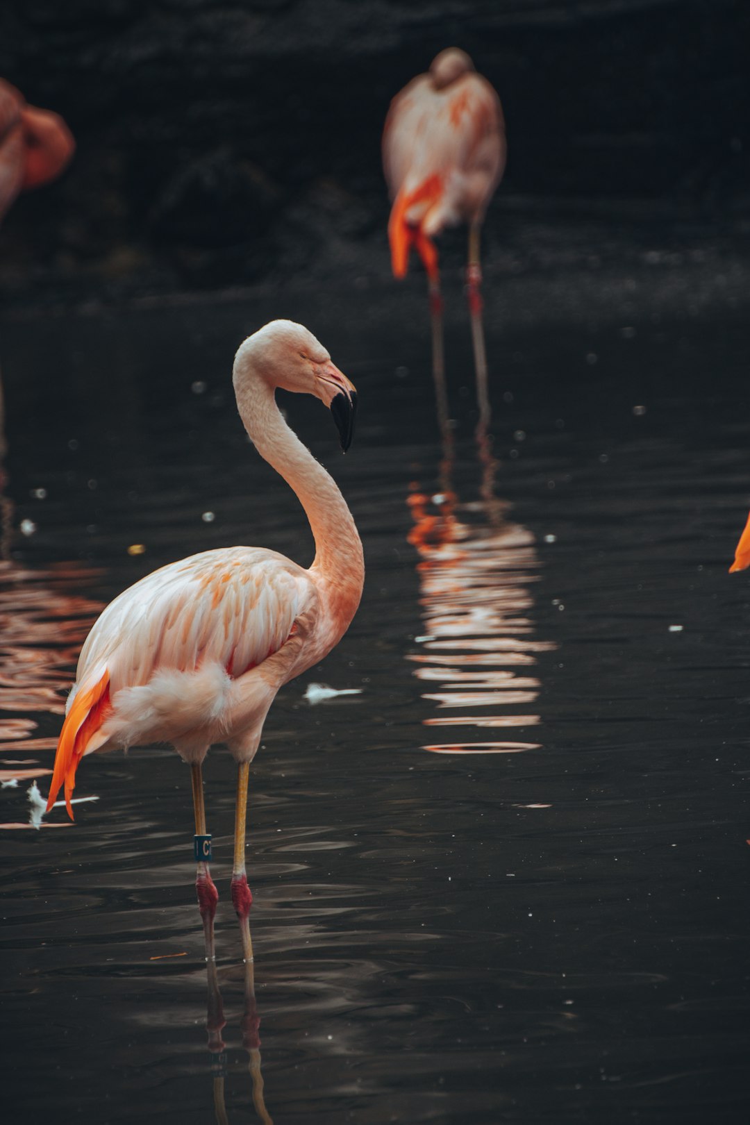 pink flamingos on water during daytime