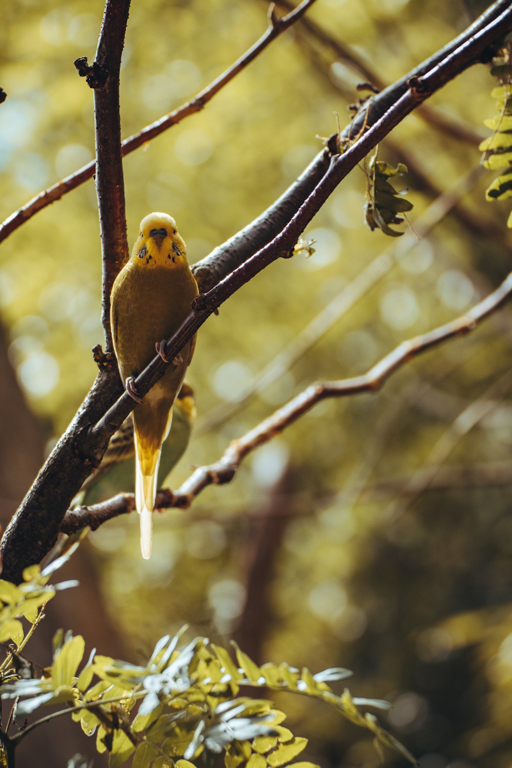 yellow bird on brown tree branch during daytime