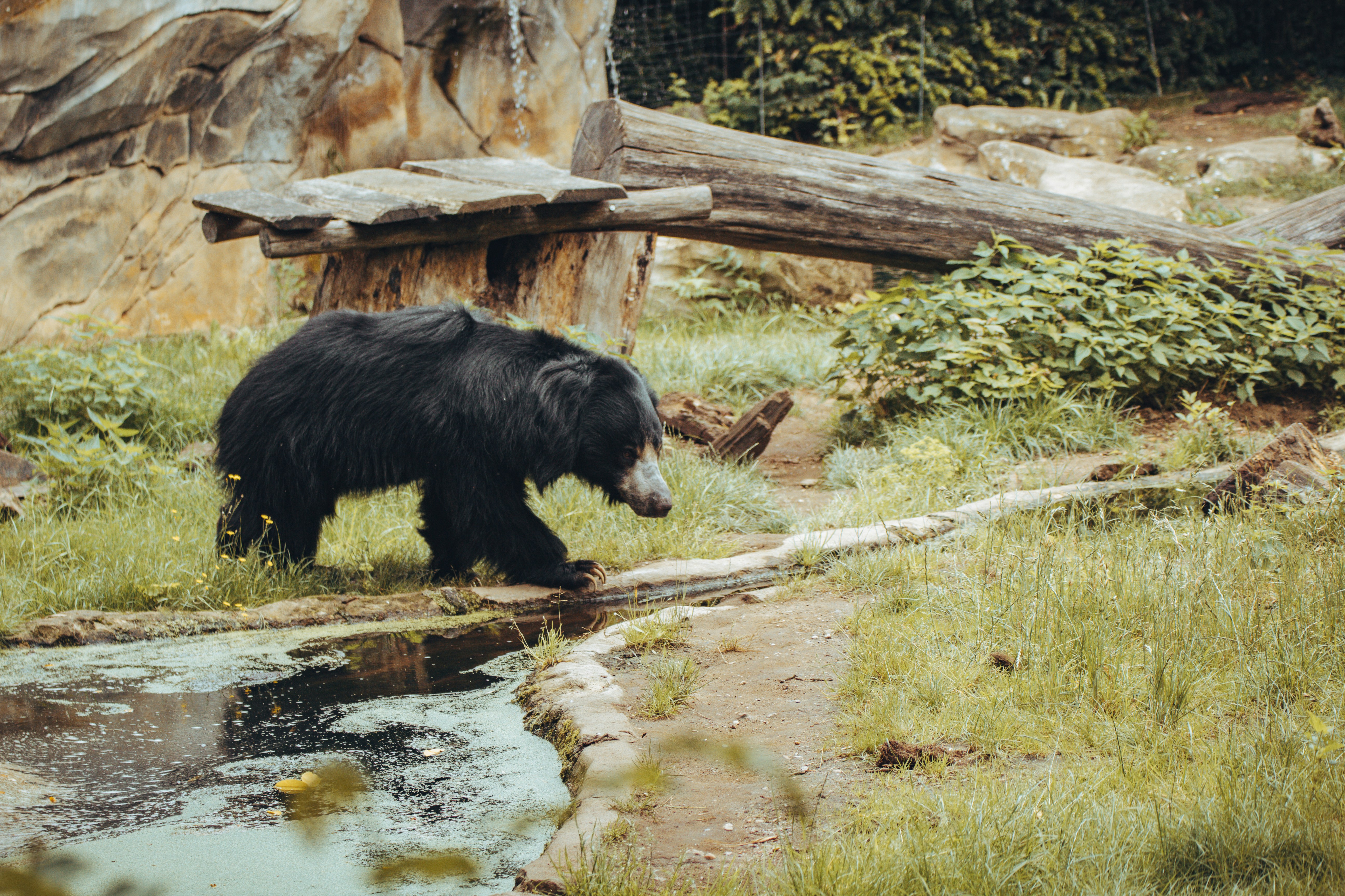 Brown Bear vs. Sloth Bear - What's the Difference? | This vs. That