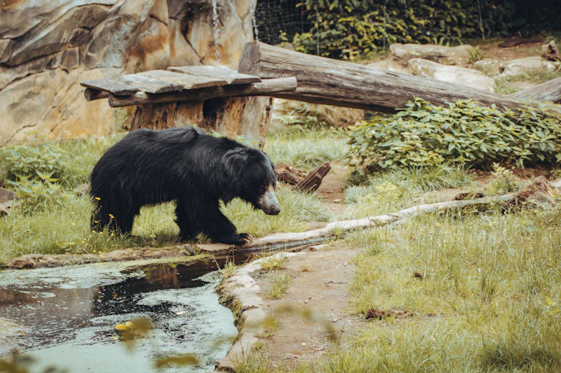 Sloth Bear (Melursus ursinus)