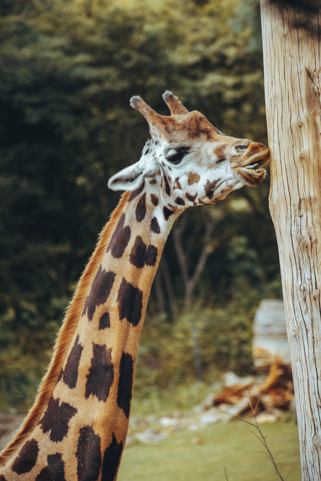 brown and black giraffe on brown wooden fence during daytime