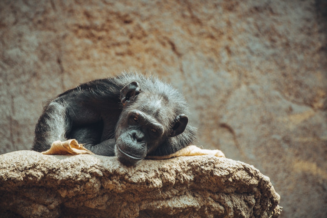 black and gray monkey on brown tree branch during daytime