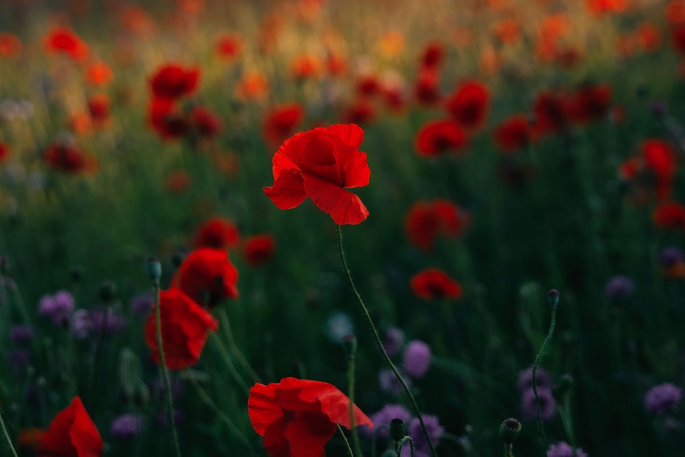 red flowers in tilt shift lens