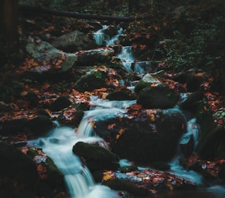 water flowing on rocks in forest during daytime