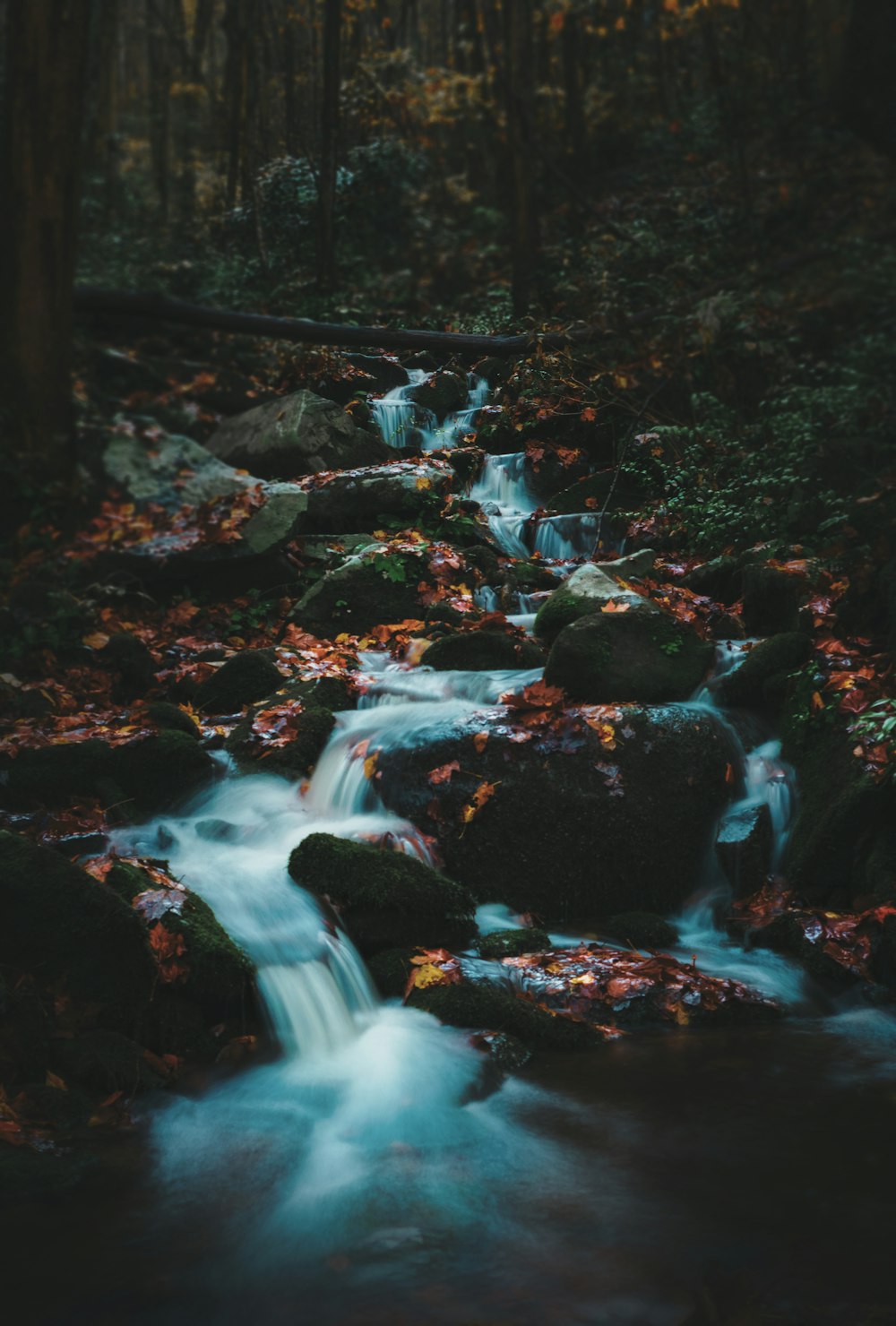 Agua que fluye sobre las rocas en el bosque durante el día