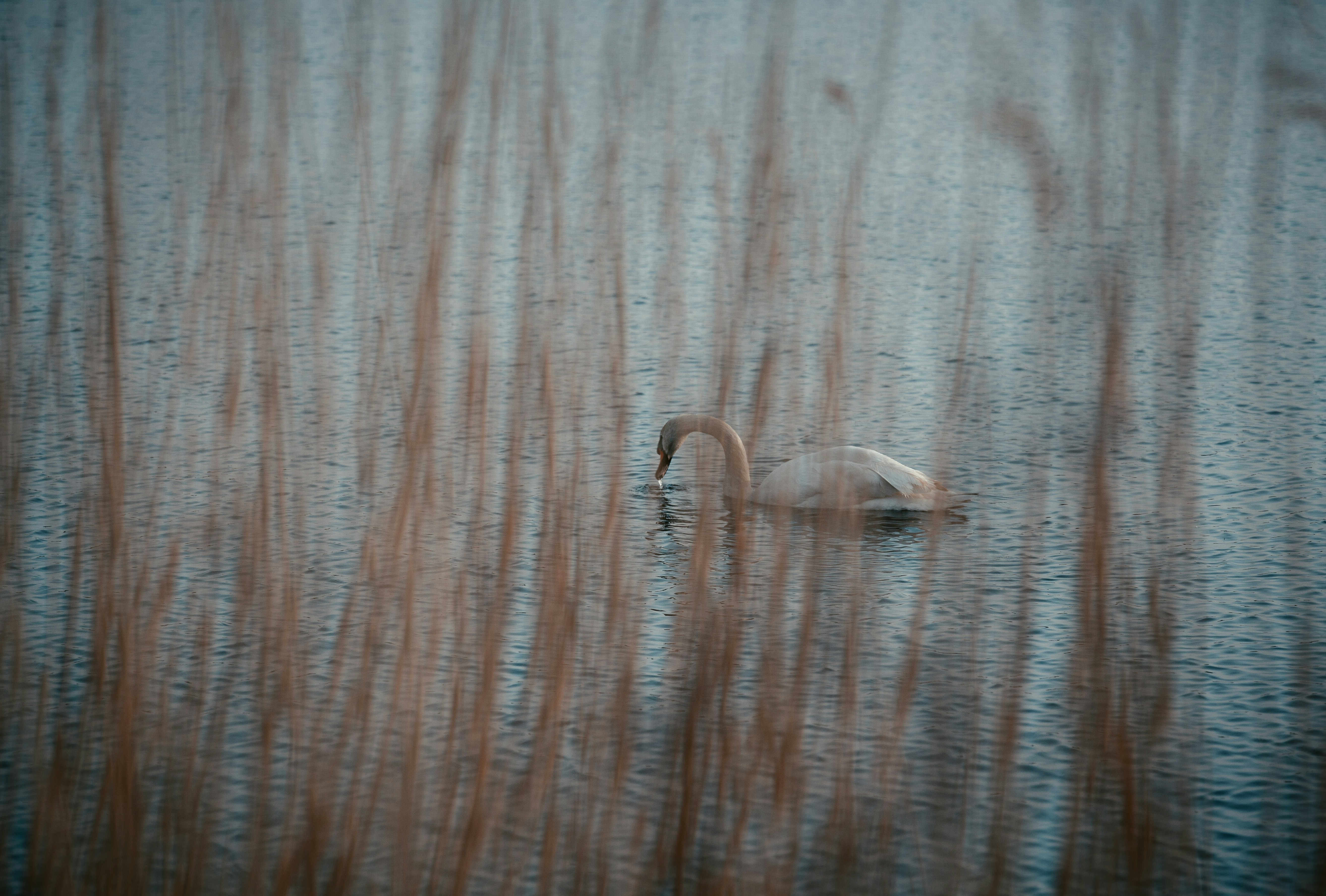Photo by dylanleagh