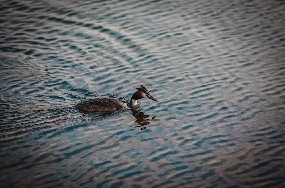 black duck on water during daytime