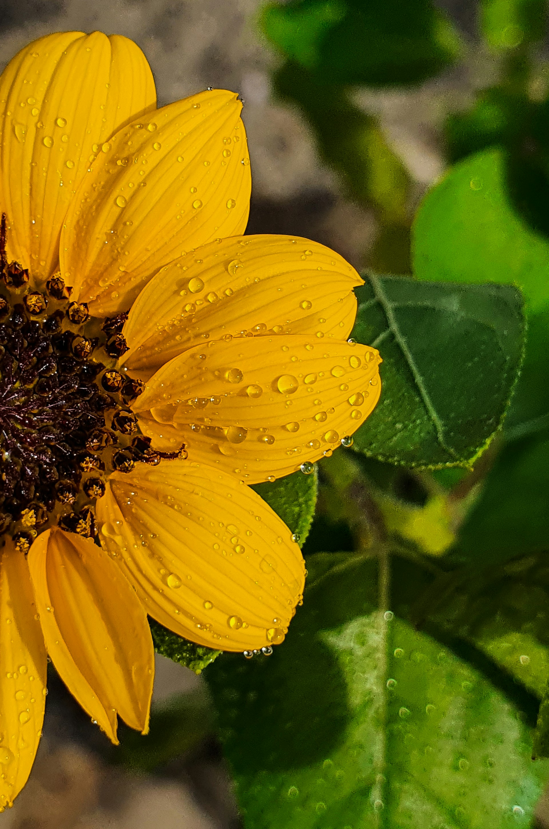 A close-up of a vibrant sunflower with dew drops glistening on its petals, symbolizing hope and new beginnings.