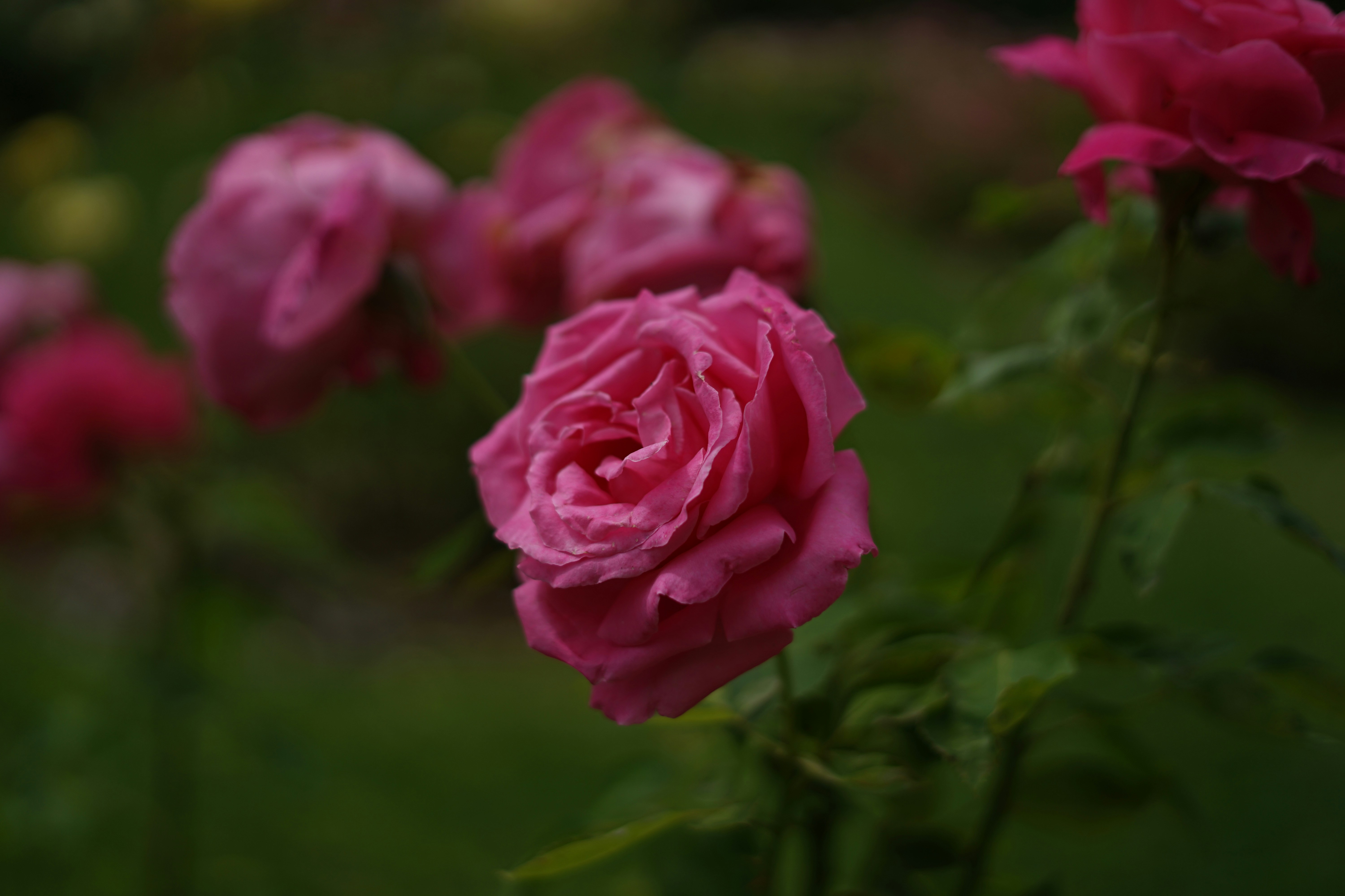 Pink rose in bloom