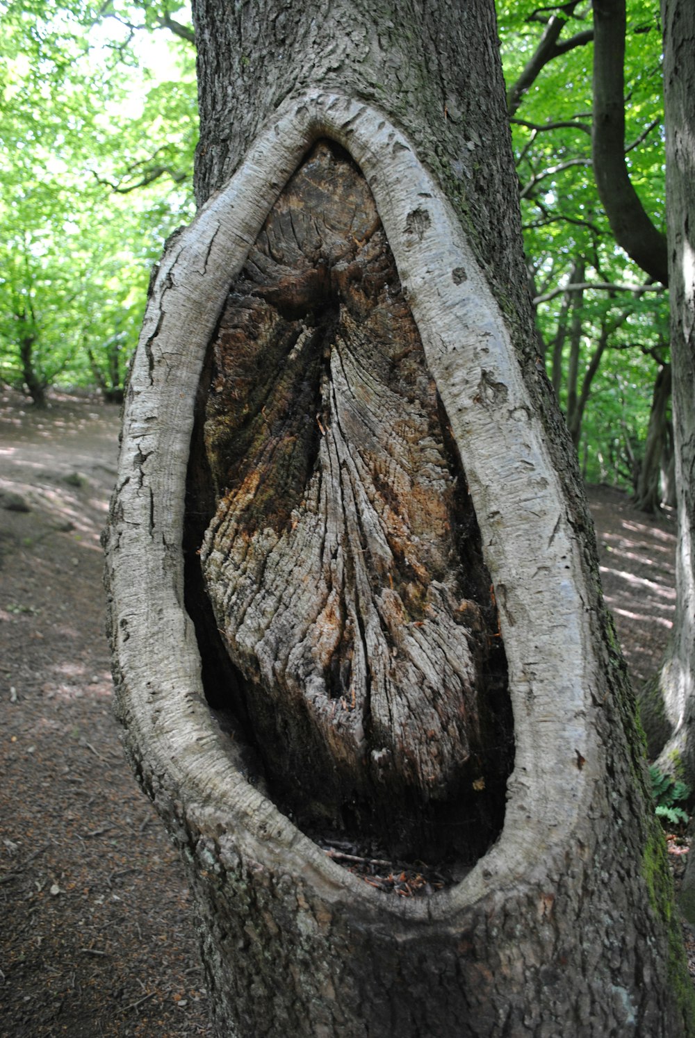 brown tree trunk on brown soil