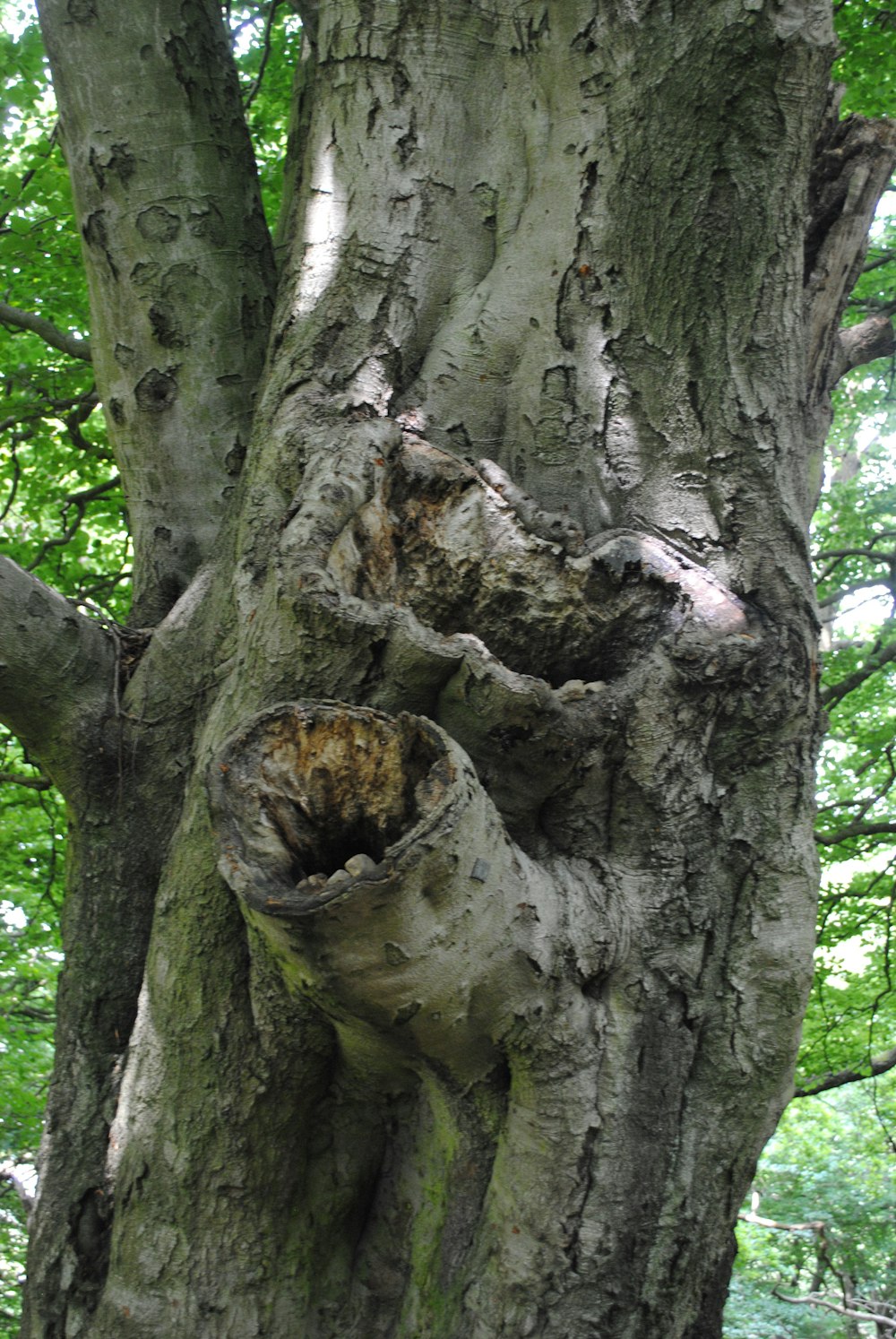 brown tree trunk with green moss