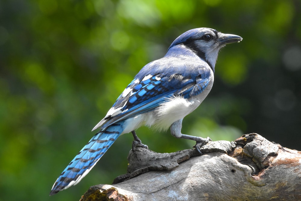 昼間、茶色の木の枝にとまる青と白の鳥