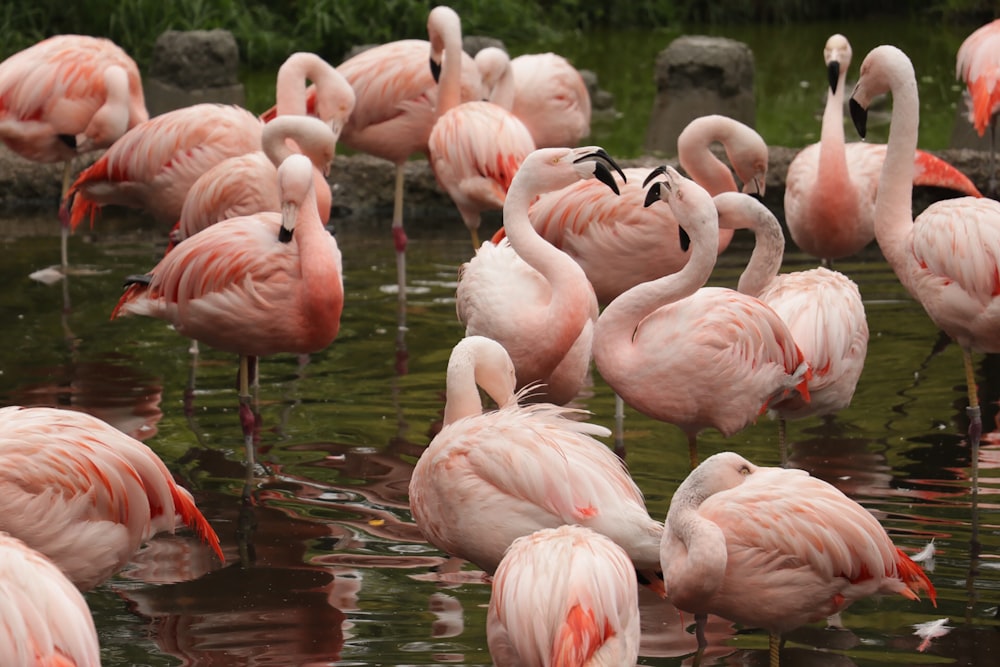 pink flamingos on water during daytime