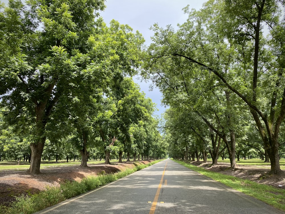 gray concrete road between green trees during daytime