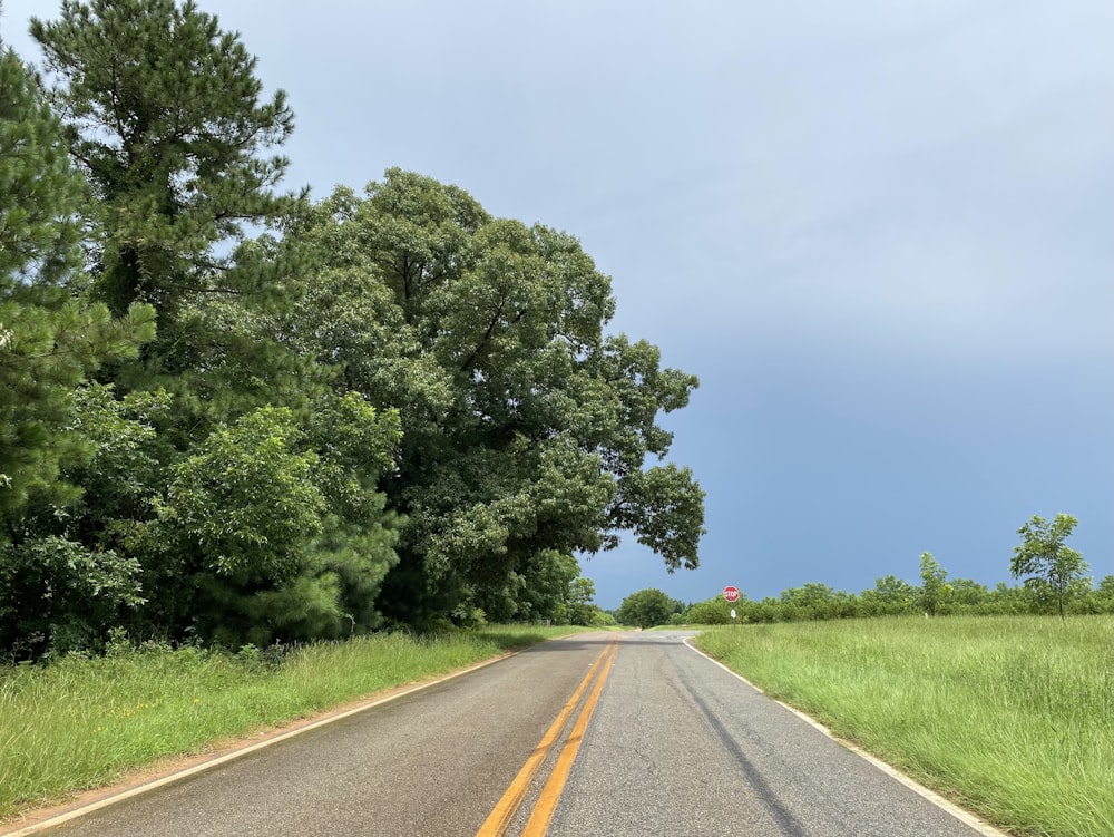 green trees beside gray asphalt road under blue sky during daytime