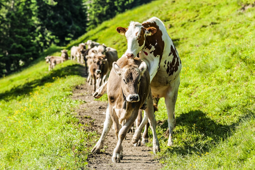 vache blanche et brune sur un champ d’herbe verte pendant la journée