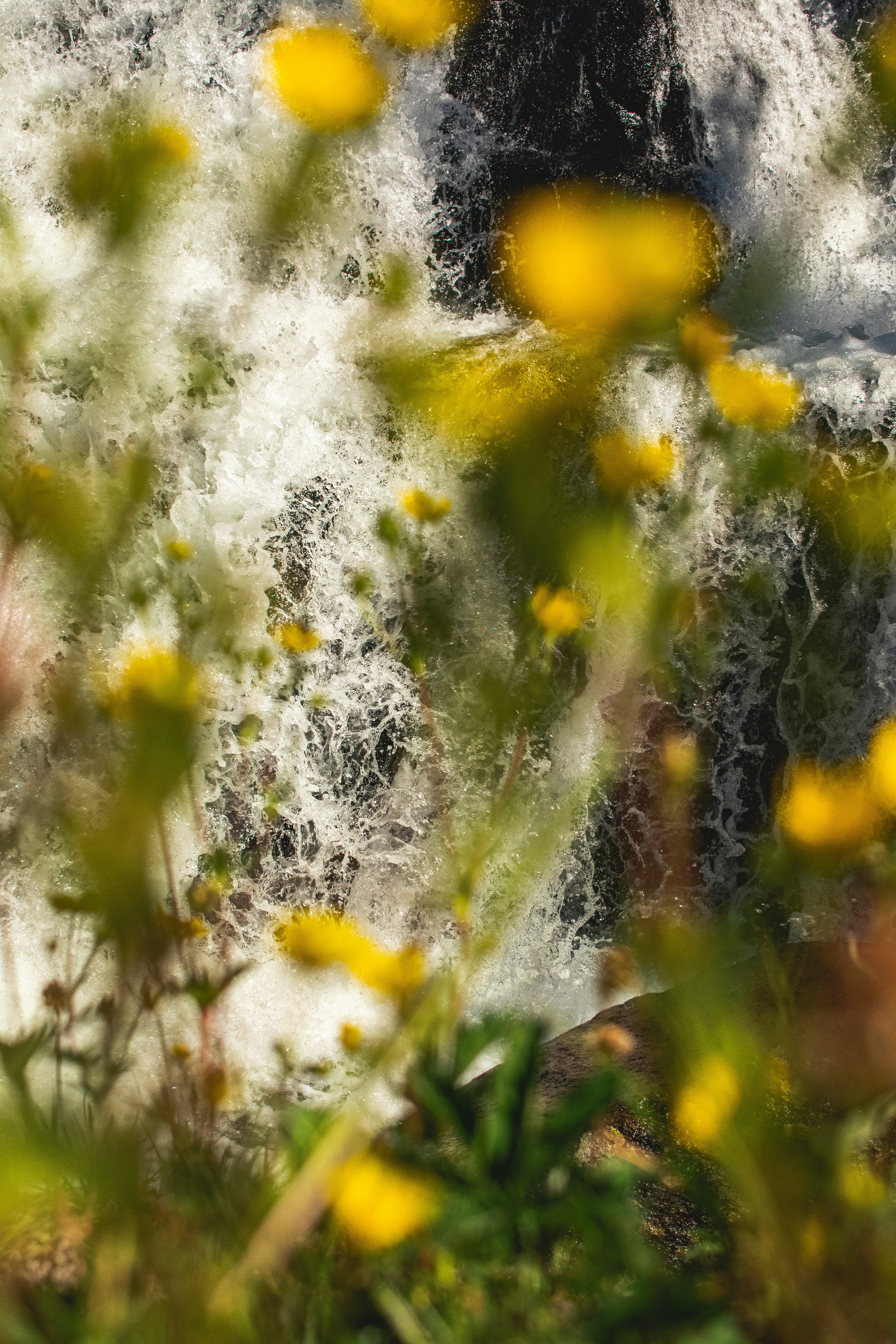 yellow flowers with water droplets