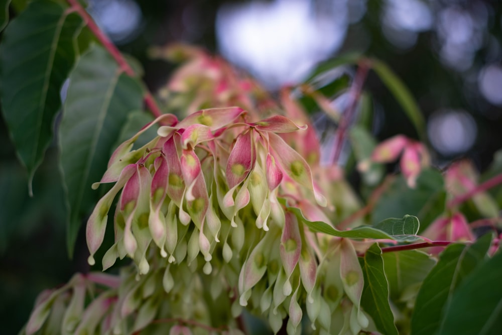 boccioli di fiori rosa e verdi