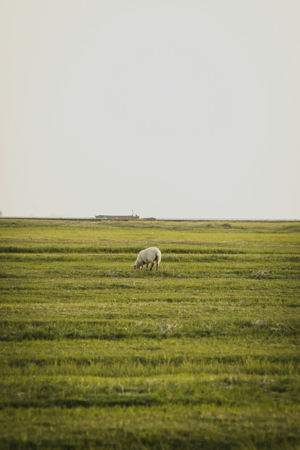 white sheep on green grass field during daytime