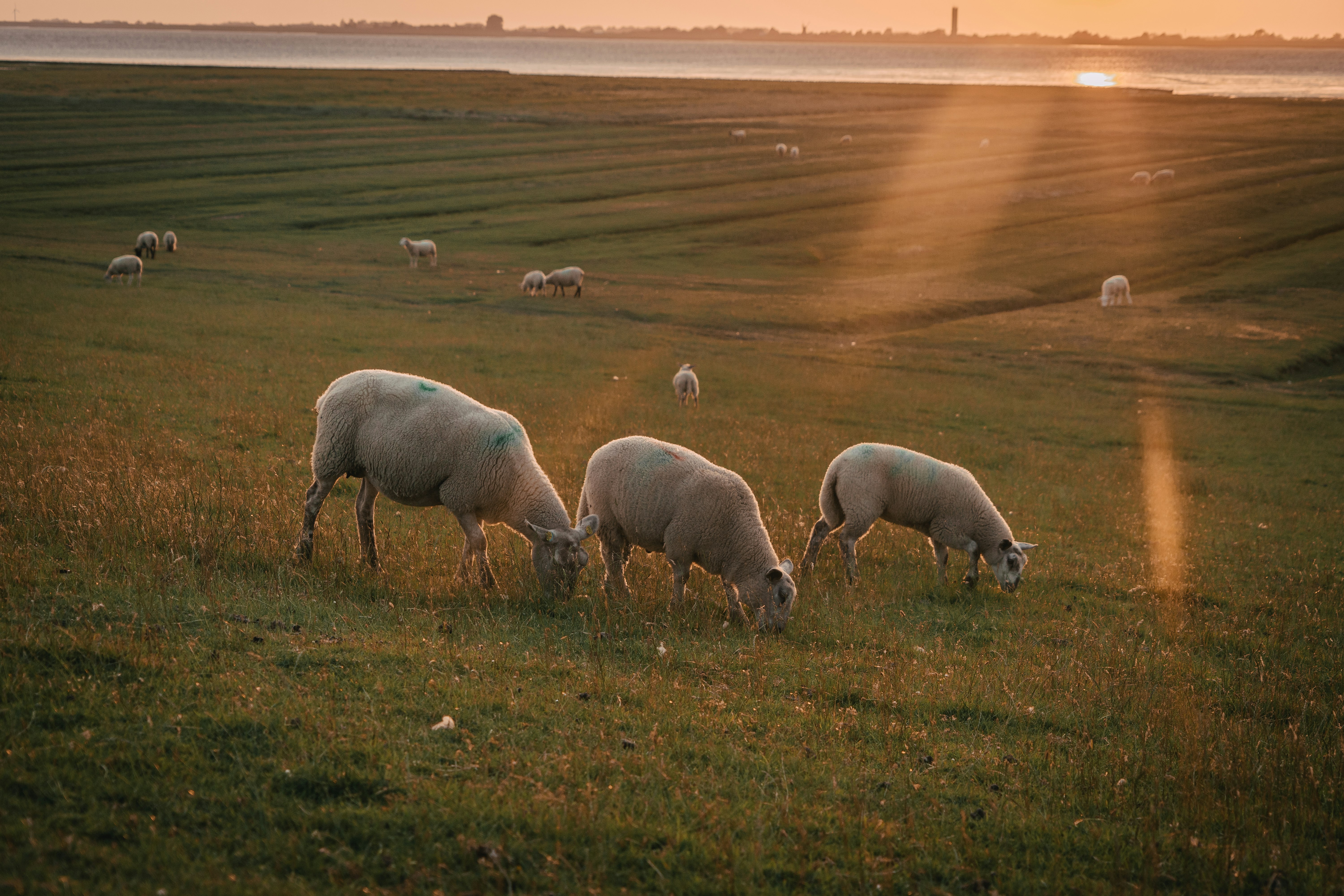 herd of sheep on green grass field during daytime