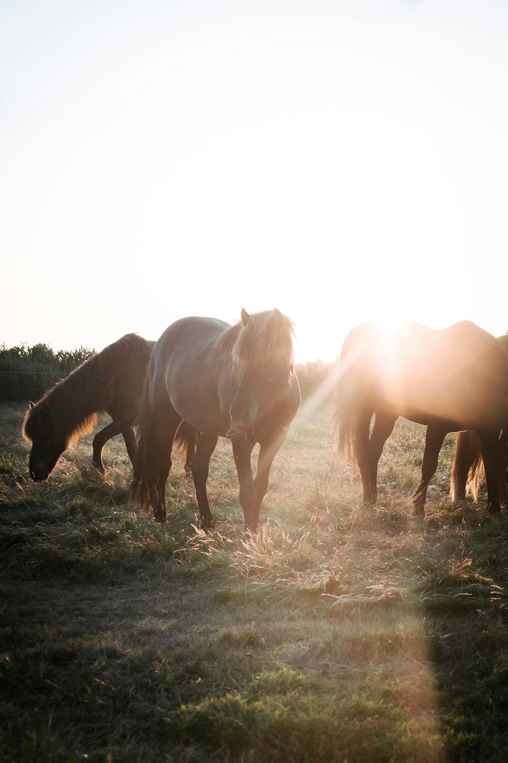 2 brown horses on brown grass field during daytime