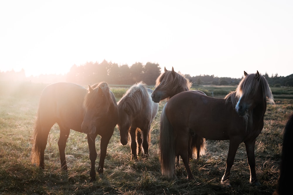 cavalos marrons no campo de grama verde durante o dia