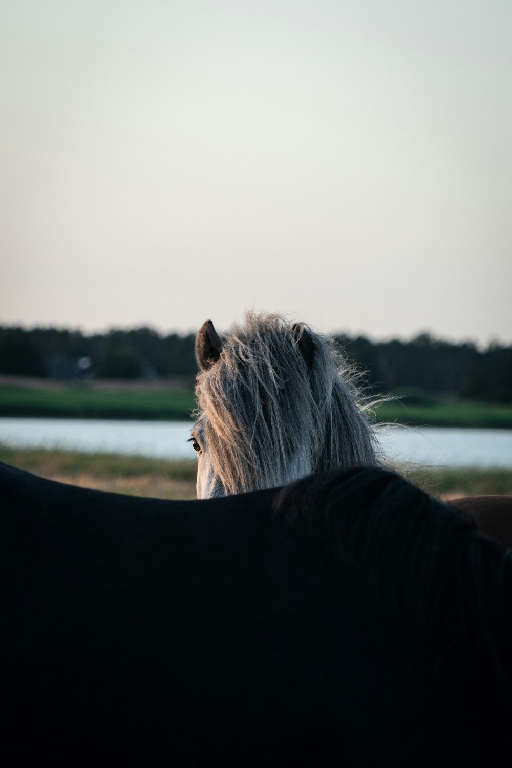 white and brown horse on body of water