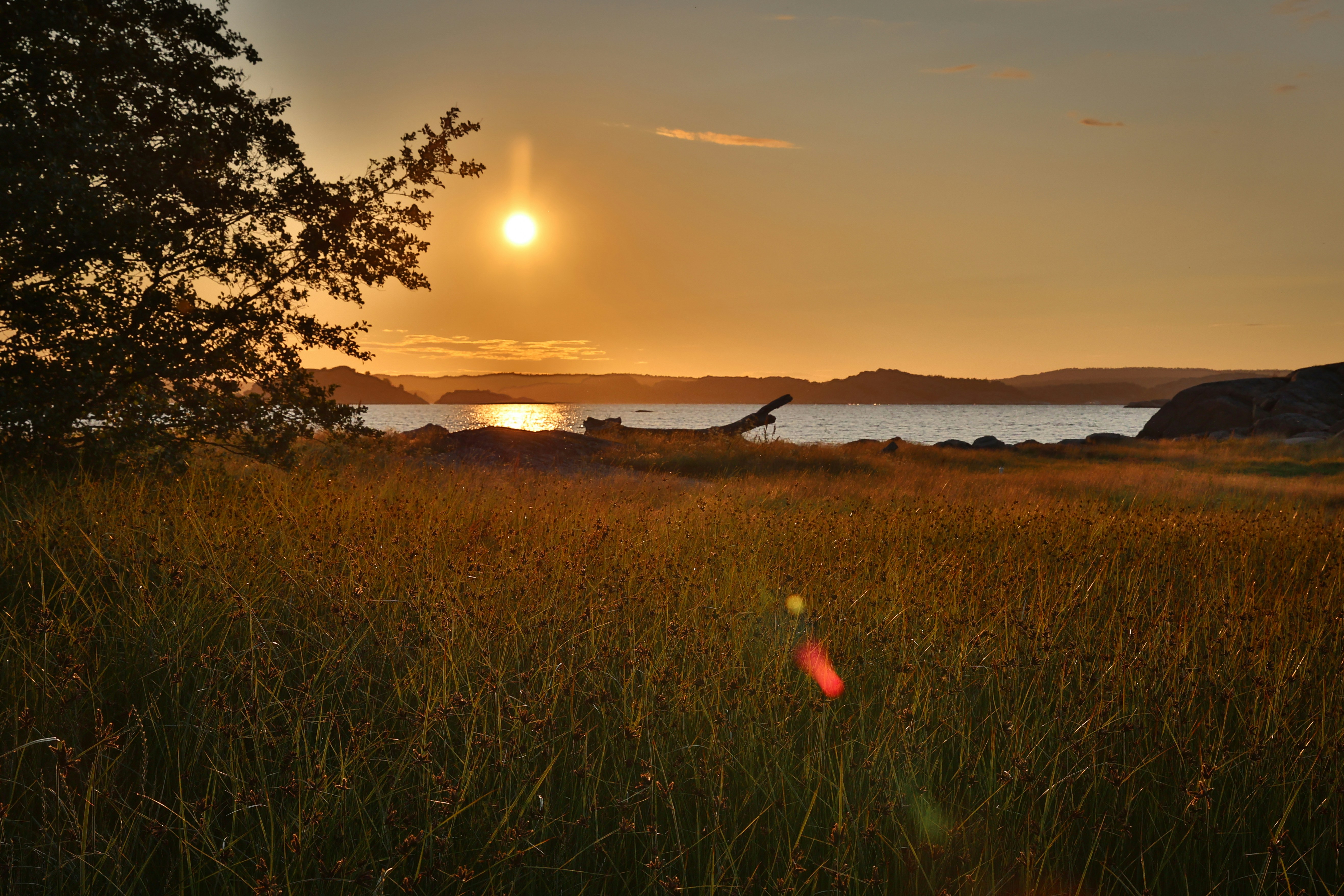 green grass field during sunset