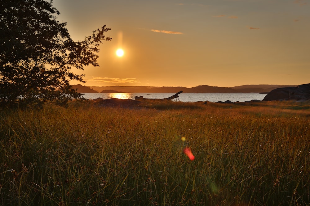 green grass field during sunset