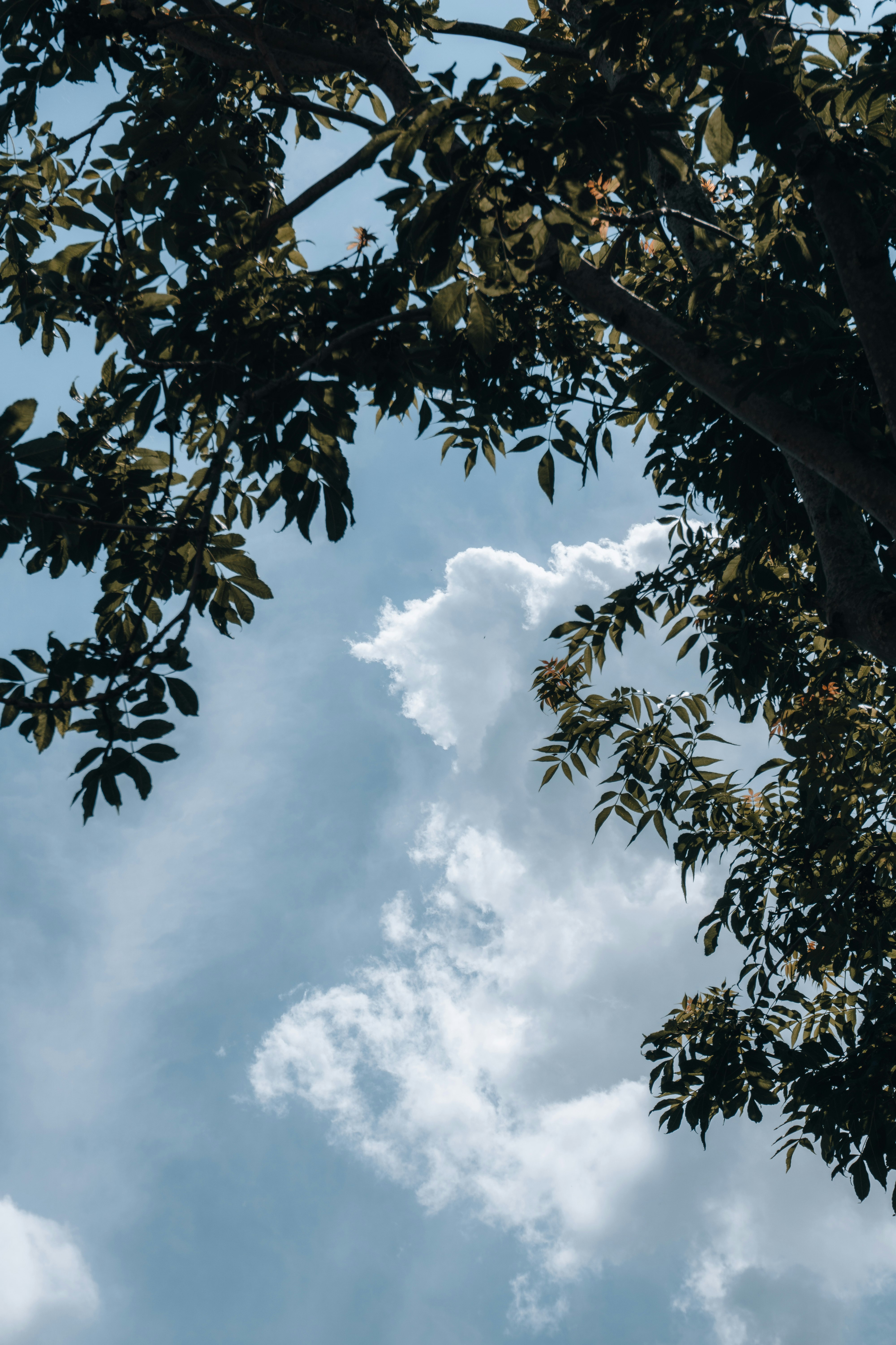 green tree under white clouds