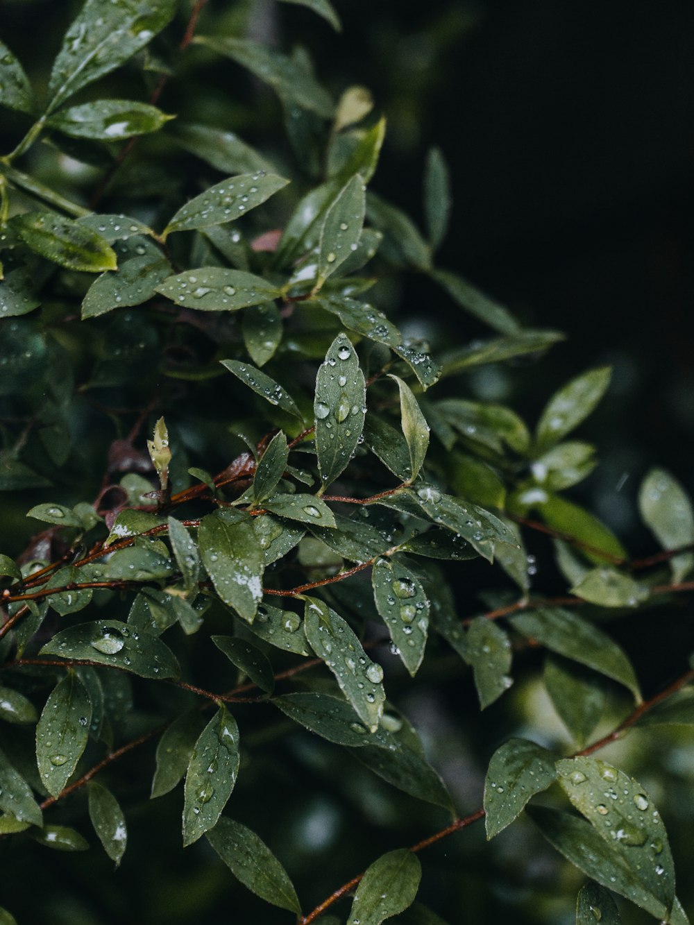 green leaves with water droplets