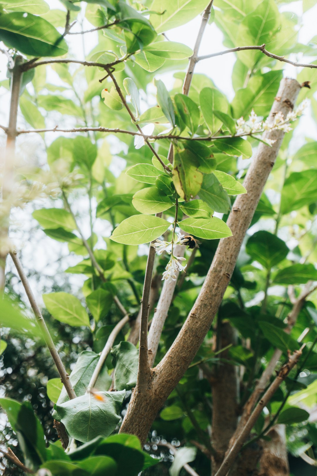 green leaf plant during daytime