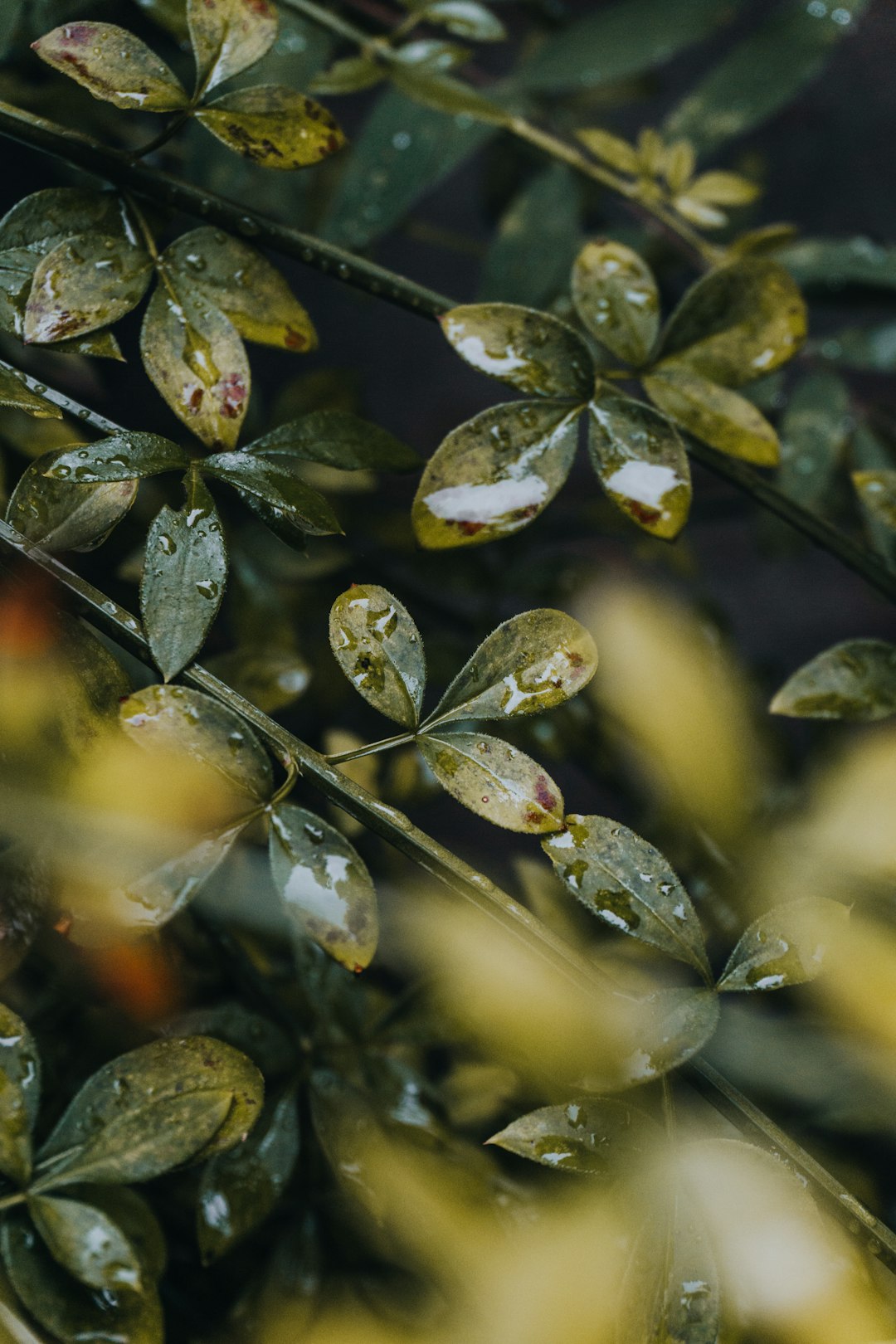 green leaves with water droplets