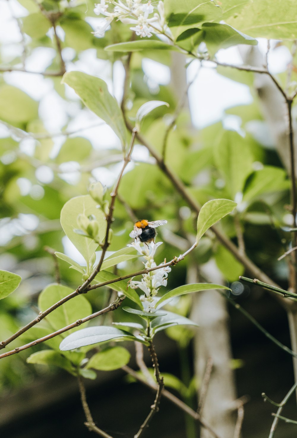 yellow and black bee on green leaf during daytime