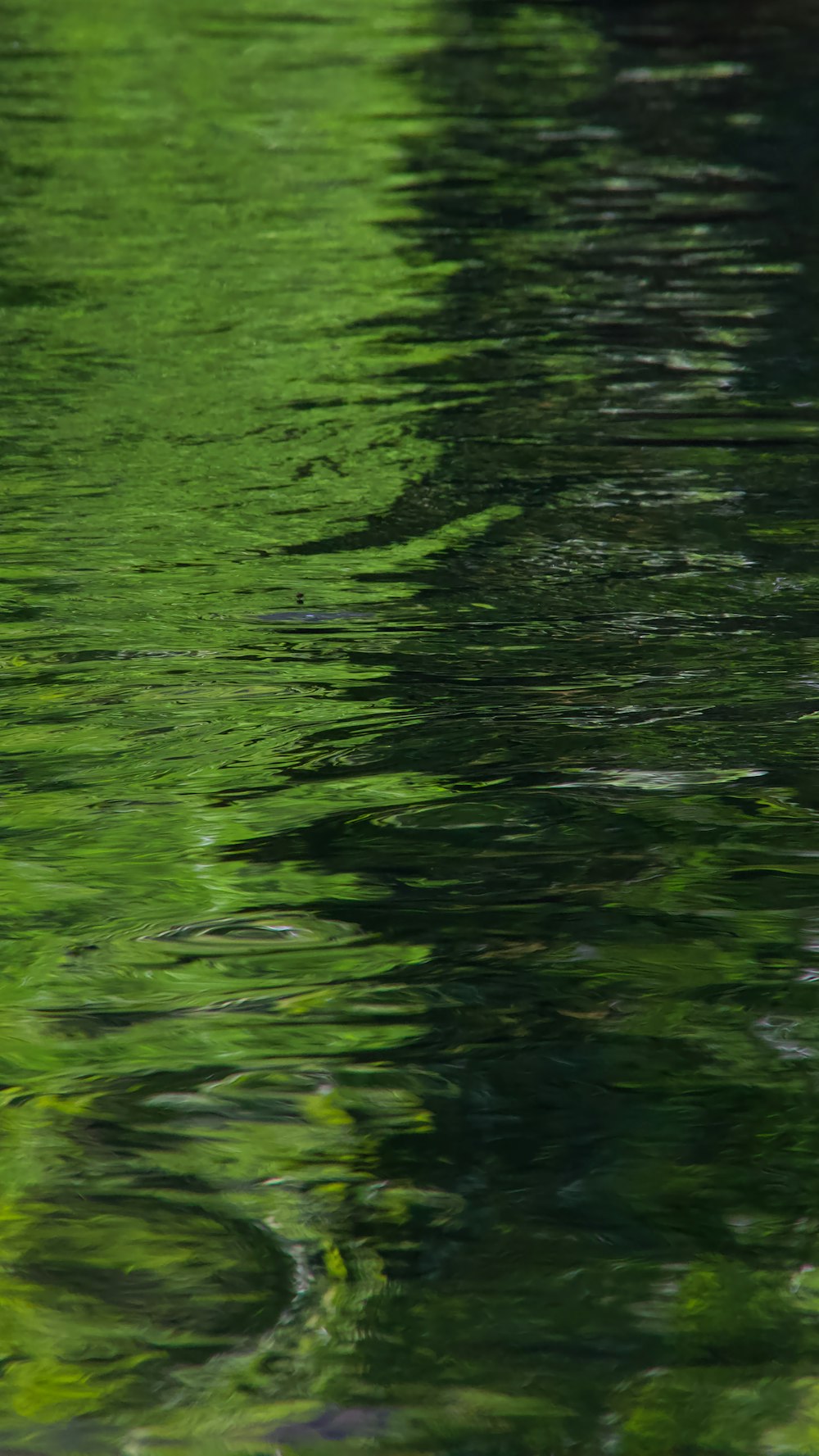 green water with green leaves