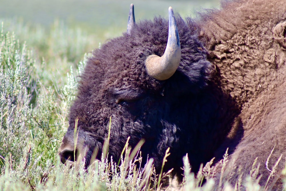 black bison on green grass field during daytime