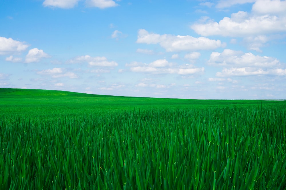 green grass field under blue sky during daytime