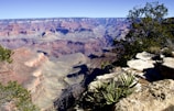 A vast, expansive view of the Grand Canyon with layers of red and orange rock formations stretching across the horizon. In the foreground, there is rocky terrain with sparse vegetation, including small shrubs and a tree to the right. The deep canyons create dramatic shadows contrasting with the bright sky above.