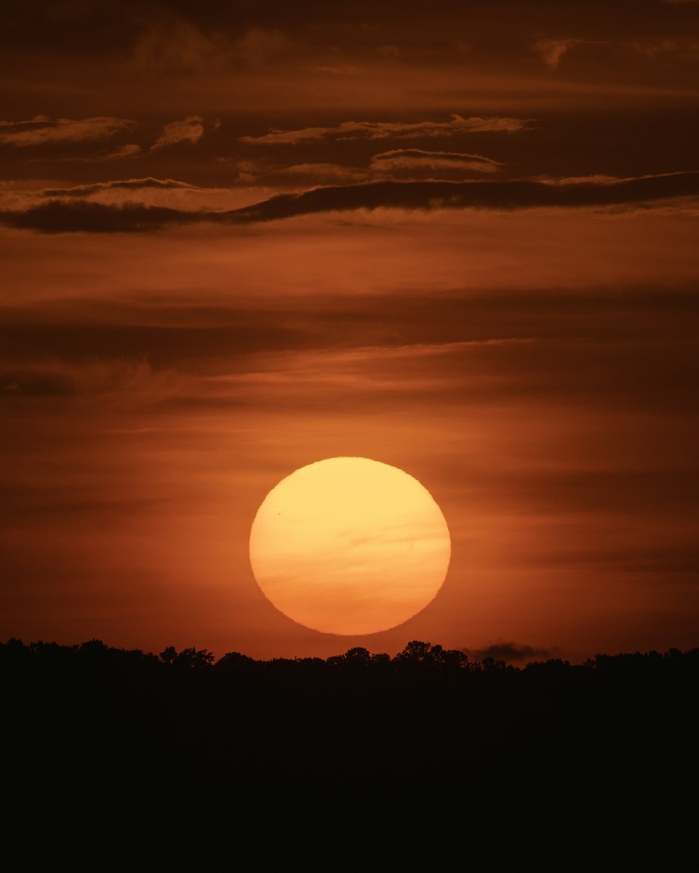 silhouette of trees during sunset